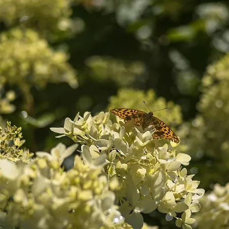 Letniskowy Na Kaszubach Lub Z Kominkiem Orman Evi *
