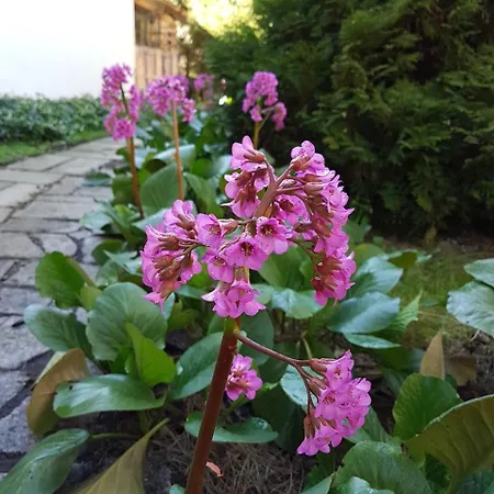 Orman Evi Letniskowy Na Kaszubach Lub Z Kominkiem *