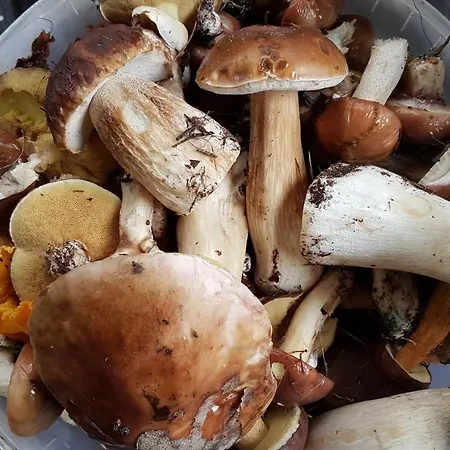 Orman Evi Letniskowy Na Kaszubach Lub Z Kominkiem *