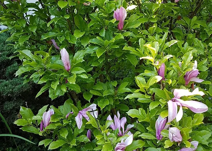 Alojamento de Turismo Selvagem Letniskowy Na Kaszubach Lub Z Kominkiem *