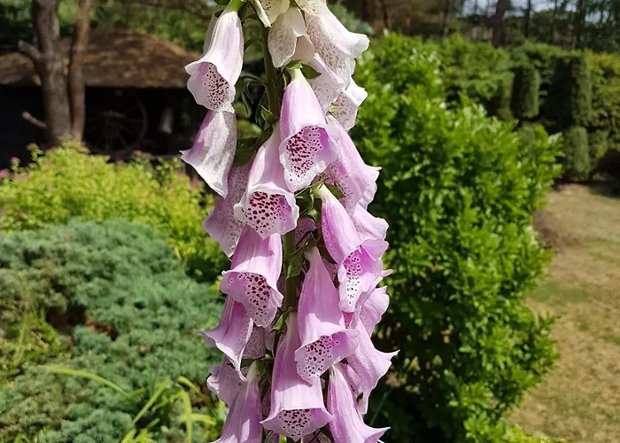 Letniskowy Na Kaszubach Lub Z Kominkiem * Puck