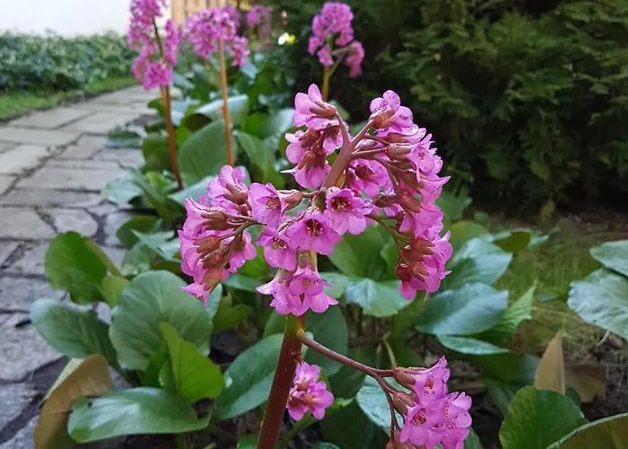 Alojamento de Turismo Selvagem Letniskowy Na Kaszubach Lub Z Kominkiem *