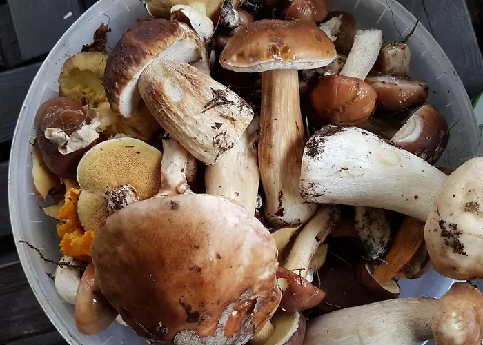 Alojamento de Turismo Selvagem Letniskowy Na Kaszubach Lub Z Kominkiem *